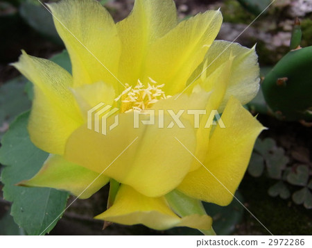 Petice仙人掌 Petice仙人掌 2972286