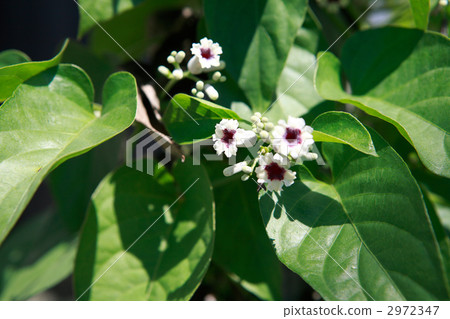 Scratchy Scratchy 2972347