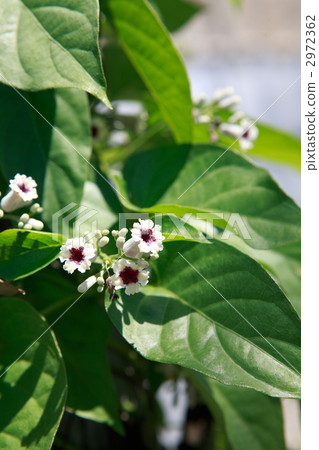 Scratchy Scratchy 2972362