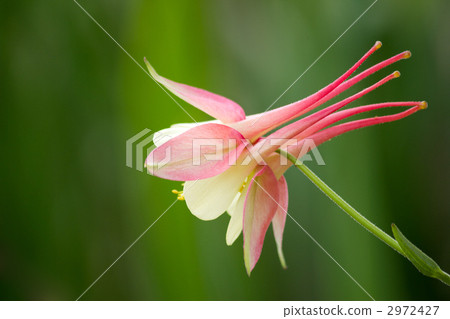 Columbine aquilegia 2972427