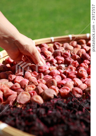 Plums and hands in the sun drying sun 2972557
