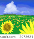 向日葵 向日葵 2972624