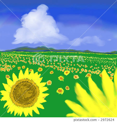 向日葵 2972624