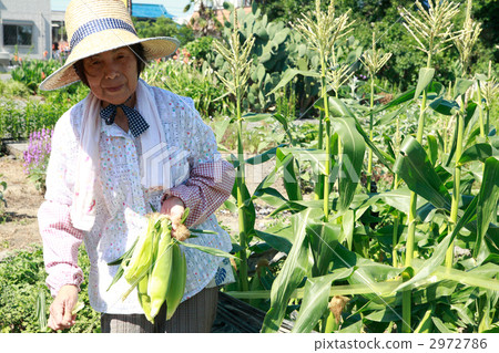 高級婦女用玉米 2972786