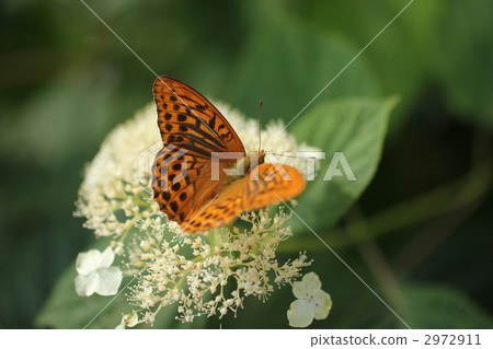Hyoton蝴蝶和八仙花屬花 Hyoton蝴蝶和八仙花屬花 2972911