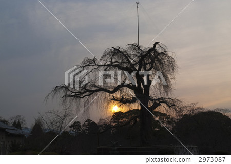 Maruyama Park Gion Branded Sakura 2973087