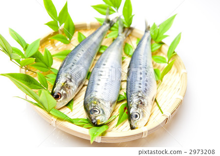 沙丁魚很好吃！ 2973208