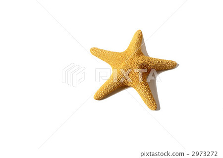 海星 海星 2973272