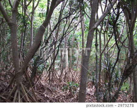 在小笠原群島的Hashiri群島上生長著竹樹的叢林 2973278
