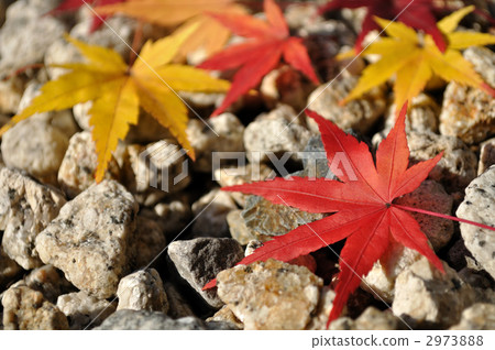season, seasons, maple 2973888