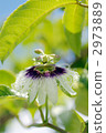 Passion fruit flowers 2973889