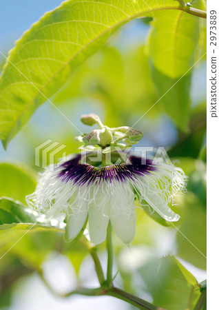 Passion fruit flowers 2973889