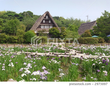 Miyaji Dake Village Village iris garden Miyaji Dake Village Village iris garden 2973897