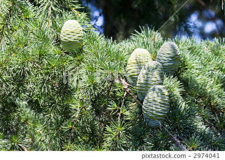 Himalayasugi 2974041