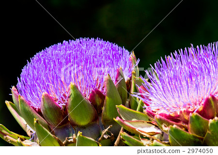 Korean thistle Korean thistle 2974050