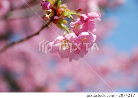 Kurenai Yoshino 2974217