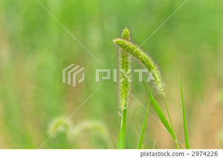 Cat slang Cat slang 2974226