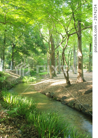 Stream of Tadanomori 2974254
