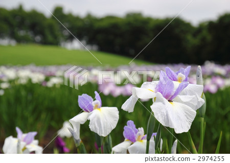 iris, iris garden, flower garden 2974255