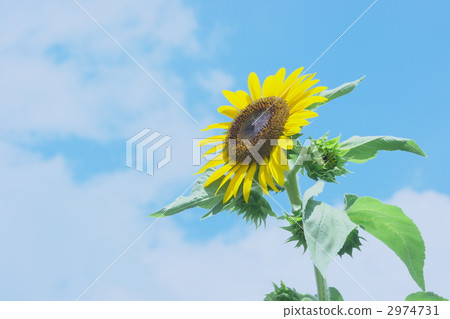 sunflower sunflower 2974731