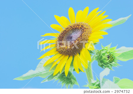 sunflower	 2974732
