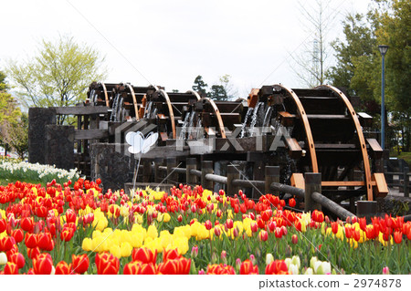 Water mill and tulip Water mill and tulip 2974878