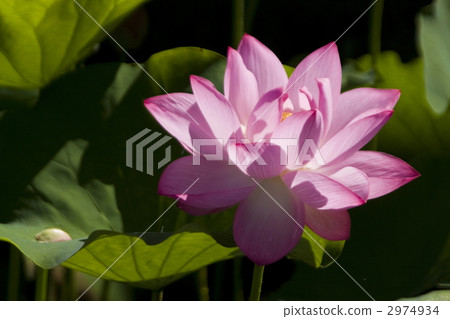 Lotus flower  2974934