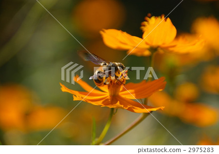 Bees and Cosmos Bees and Cosmos 2975283