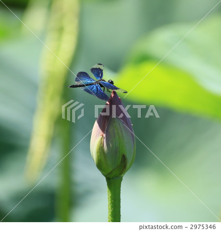 蝴蝶與蓮花芽的蜻蜓跳舞 2975346