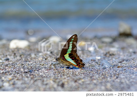 Aosujijiha (Blue Yolka) 2975481