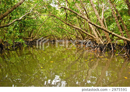 Fukido River / Mangrove Forest (Ishigaki Island / Okinawa Prefecture) Fukido River / Mangrove Forest (Ishigaki Island / Okinawa Prefecture) 2975591