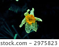 bloom, blossom, blossoms 2975823