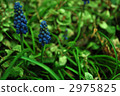bloom, blossom, blossoms 2975825