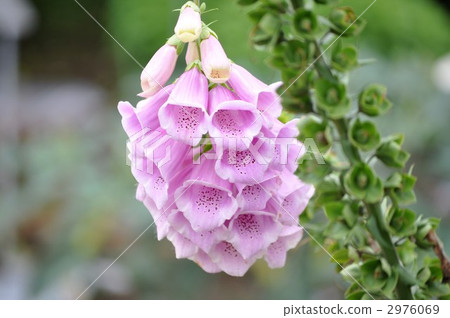 Digitalis 2976069