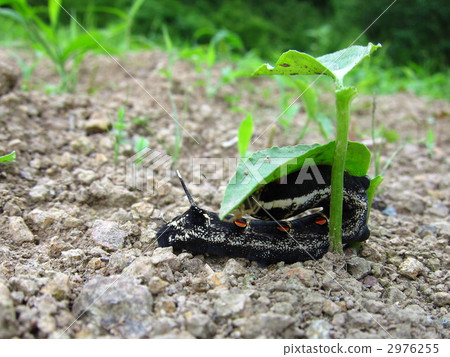 Cool insects in the shade Cool insects in the shade 2976255