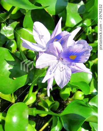 water hyacinth, eichhornia crassipes, bloom 2976282