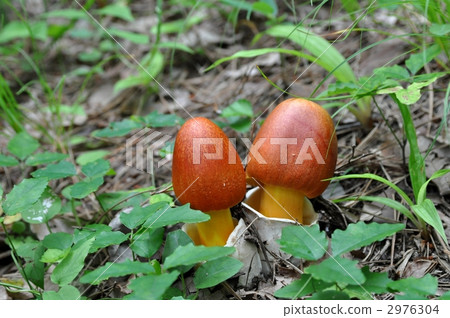amanita caesarea, mushroom, mushrooms 2976304