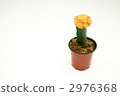 orange flower, cactus flower, succulent plant 2976368