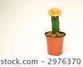 cactus flower, cacti, cactu 2976370