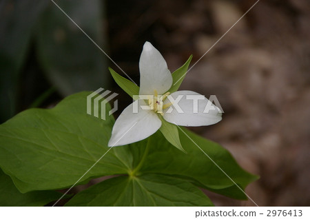 trillium, wake robin, trillium smallii 2976413