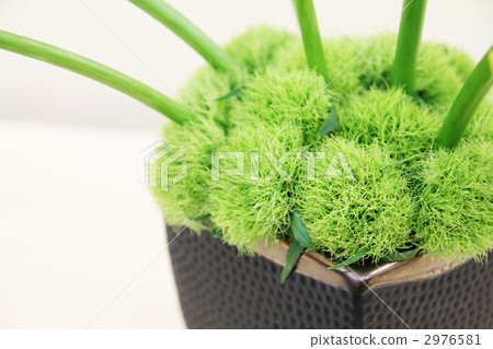 插花藝術 須苞石竹 白色背景 2976581