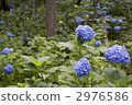 繡球花（繡球花）京都Ohara Sanzenin 2976586