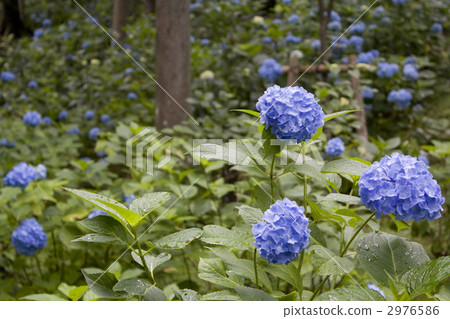 Hydrangea (hydrangea) Kyoto Ohara Sanzenin Hydrangea (hydrangea) Kyoto Ohara Sanzenin 2976586