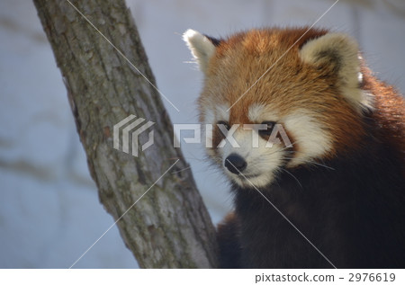 small animal, red panda, Ailurus 2976619