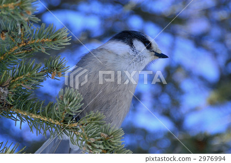 加拿大剪刀到雲杉枝 加拿大剪刀到雲杉枝 2976994