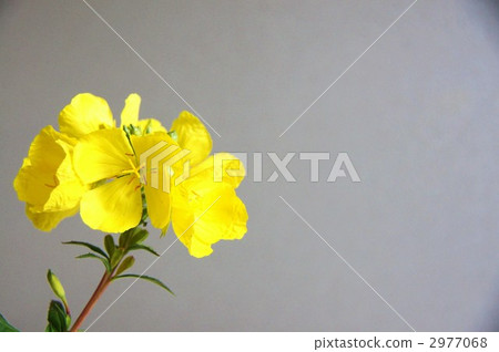 月見草（Eitakegusu） 2977068