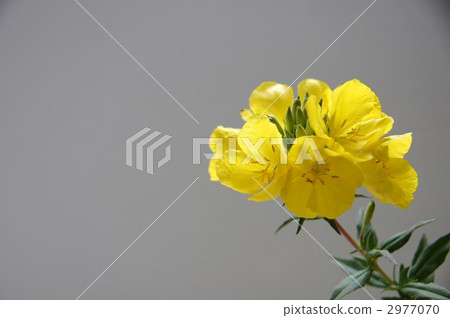 月見草（Eitakegusu） 2977070