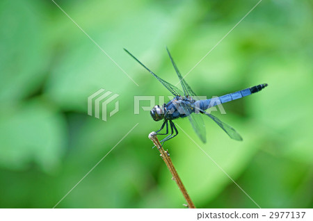 Oshika La Mongolia 2977137