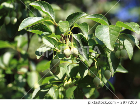 Egonoki的水果 2977200