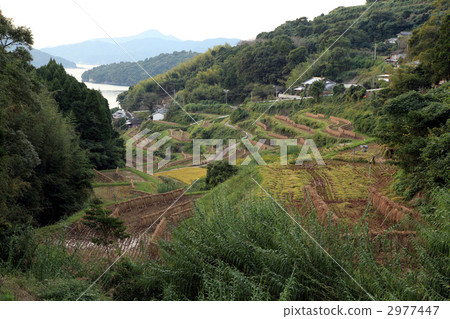 terraced rice-fields, nagashimakaikyo, kagoshima prefecture 2977447
